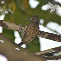 Picumnus squamulatus