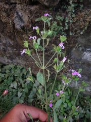 Dicliptera roxburghiana