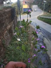 Dicliptera roxburghiana