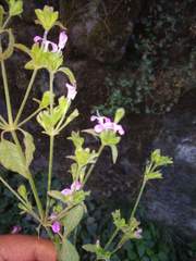Dicliptera roxburghiana
