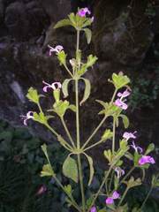 Dicliptera roxburghiana
