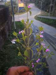 Dicliptera roxburghiana