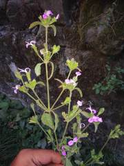 Dicliptera roxburghiana