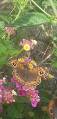 Junonia