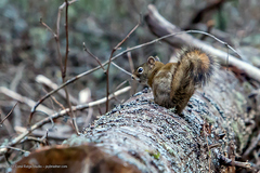 Tamiasciurus hudsonicus regalis