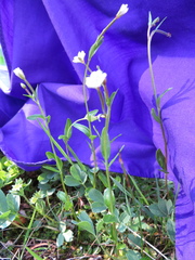 Epilobium leptocarpum