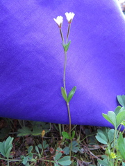 Epilobium leptocarpum