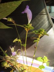 Strobilanthes recurva