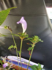 Strobilanthes recurva