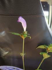 Strobilanthes recurva