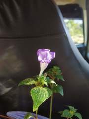 Strobilanthes recurva