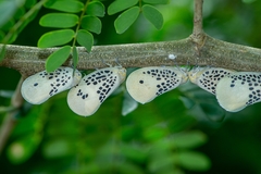 Poekilloptera phalaenoides