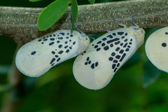 Poekilloptera phalaenoides