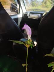 Strobilanthes recurva