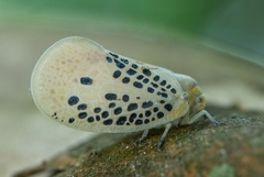Poekilloptera phalaenoides
