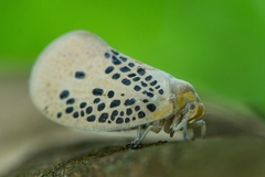 Poekilloptera phalaenoides