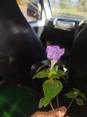 Strobilanthes recurva