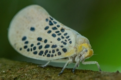 Poekilloptera phalaenoides