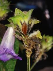 Strobilanthes recurva