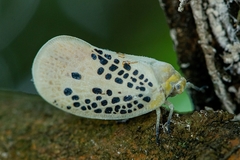 Poekilloptera phalaenoides