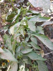 Phaulopsis dorsiflora