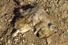 Ochotona dauurica