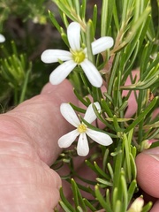 Ricinocarpos pinifolius