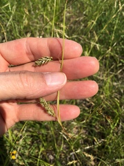 Carex cherokeensis