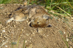 Ochotona dauurica
