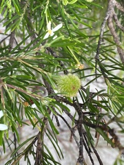 Ricinocarpos pinifolius