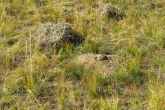 Ochotona dauurica