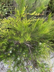 Ricinocarpos pinifolius