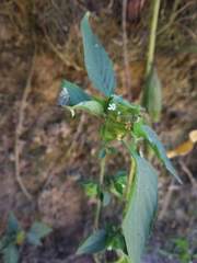 Phaulopsis dorsiflora