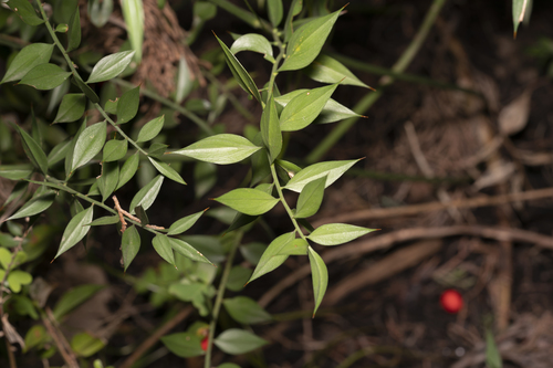 Ruscus aculeatus