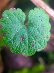 Puccinia glechomatis
