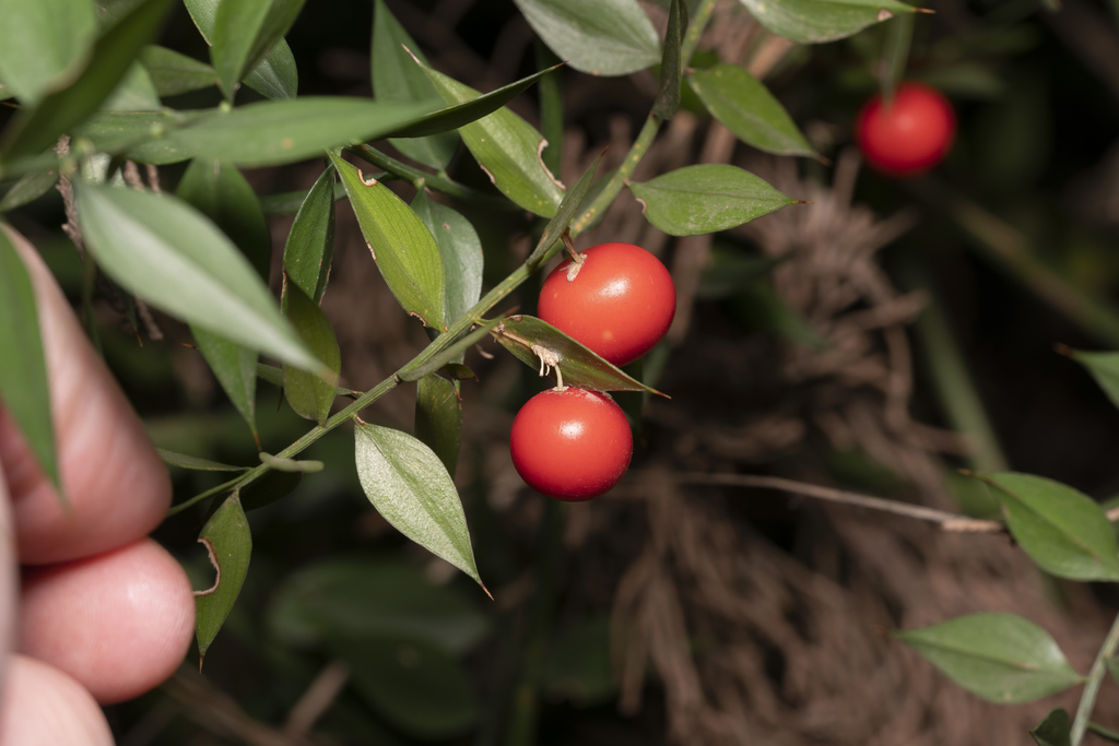 Ruscus aculeatus, Ρόδος, Ελλάδα