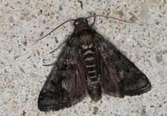 Cryptoblabes euraphella