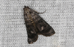 Cryptoblabes euraphella