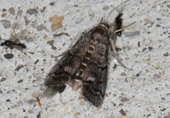 Cryptoblabes euraphella