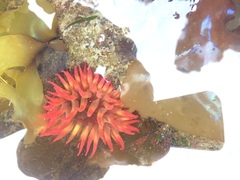 Cribrinopsis albopunctata