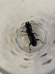 Hyperion schroetteri