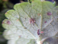 Puccinia glechomatis