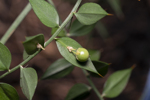 Ruscus aculeatus