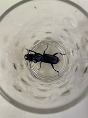 Hyperion schroetteri