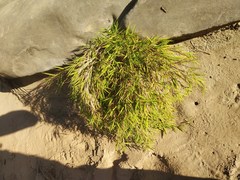 Pogonatherum crinitum