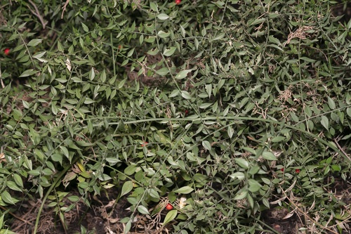 Ruscus aculeatus