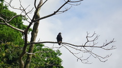 Buteogallus anthracinus
