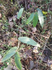 Ficus semicordata