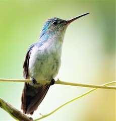 Chrysuronia coeruleogularis