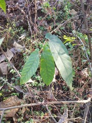 Ficus semicordata